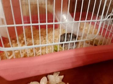 bakida at bazari: Ağ rəngli xamyak və gara rengli xamyak tam dəst qəfəs - Növ: kiçik ev — 4