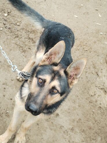 собака отдам в хорошие руки: Alman çoban iti, 6 ay, Erkek — 9