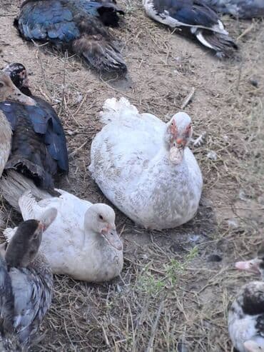 Ət: Salam lal ördəklər satılır . Tam çəkilərin almış yerli və cins 700 — 12