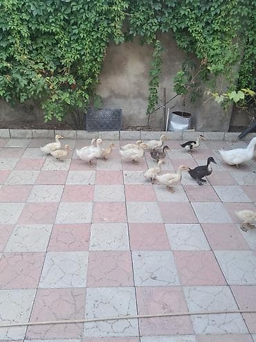 Ördəklər satlır kom alana endirim olacaq — 6