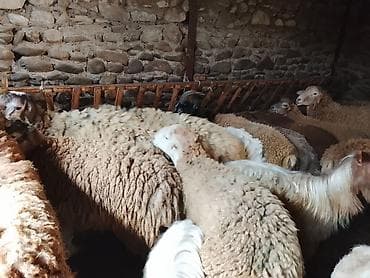 cins buzovların satışı: Gəncədə toya nişana qurbanlıq üçün hər cür quzularimiz var yaxşı — 8