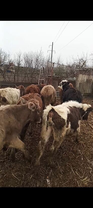 ZİL: Dana, buzov, Erkək, ay: 1, 85 kq, Ətlik, Ünvandan götürmə — 1