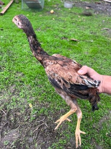 ineklerin satisi: Toyuq cücələri, Damazlıq — 11