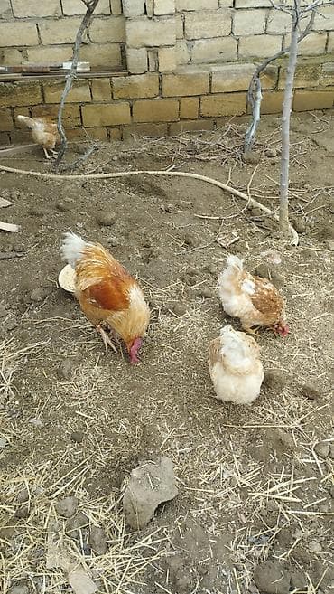 danisan qus: Temiz qan lohmann brown xoruz satilir .aktiv 1il 1ayluq xoruzudu — 8