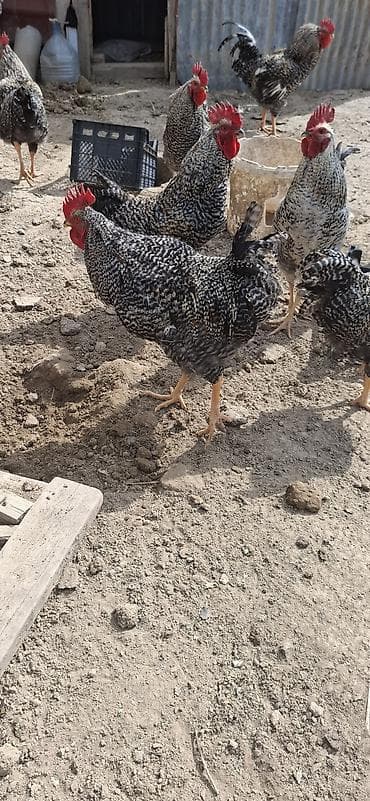 Pişiklər: Təmiz qan,Türkiyədən gəlmə Xarkov xoruzları(damazlıq).Xoruzlar 11 — 6