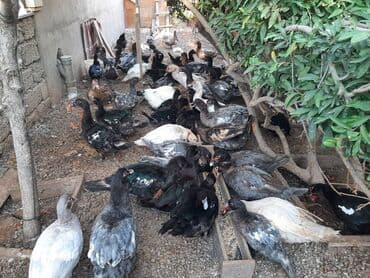 Коровы, быки: Kanada sortu meşə ördəkləri satılır 🦆 Artımlı və çox məhsuldar — 2