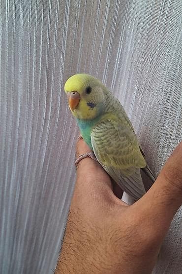 Məhsul: Dalğalı papuqay (budaq/ev quşu) Təsvir: - Növ: Budgerigar