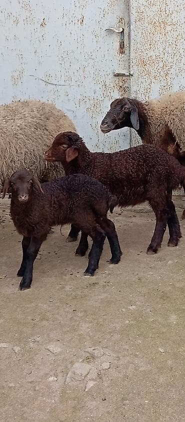 Gəmiricilər: Salam ünvan Bakıin maştağa kendi — 2