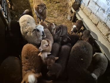 şpits qiyməti: 15 balalı qoyun satlırr iri quzularla qiymət razılaşma yolu iləə — 9