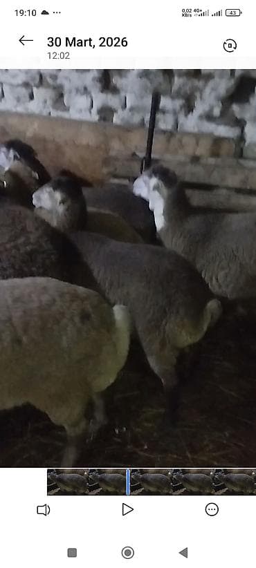 hinduşka əti qiyməti: Əmlik quzu . tərəzi ilə 9.50 . Reyal alıcı narahat etsin boş bekar — 4