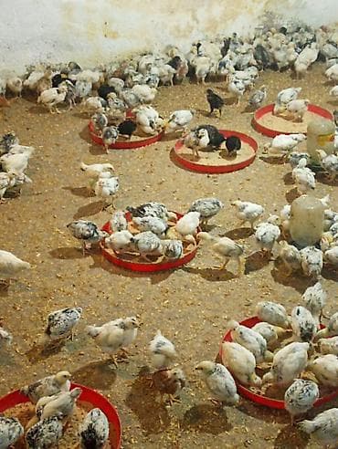 Toyuq cücələri, Damazlıq