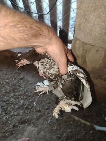 toyuq cuce satisi: Yapnkalar ayağı tüklü kəkilli — 5