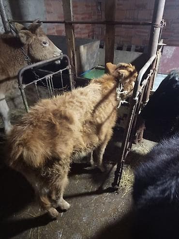 Gəmiricilər: Salam inək satılır balası dişidir özüdə oktyabrın 5kəlin alıb bala ələ — 3