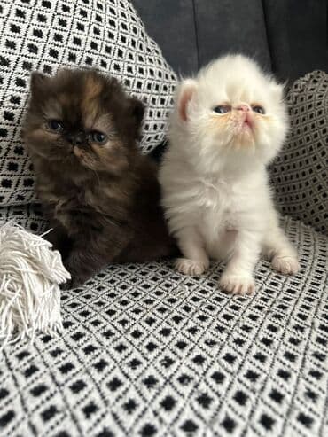 Gəmiricilər: Britan, Erkək, Dişi, Yaxşı əllərə, Ünvandan götürmə, Pulsuz çatdırılma, Ödənişli çatdırılma — 3