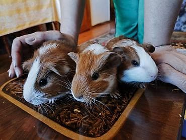 Məhsul: Qvineya donuzu balaları (ev heyvanı) Təsvir: - Rəng çeşidi