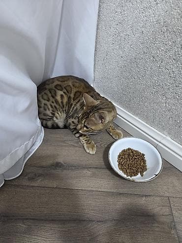 anqora pişik: Benqal — 4