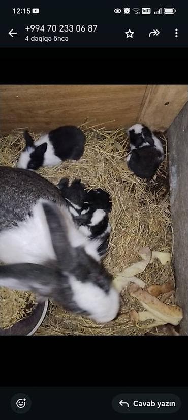 ordek bala: Unvan Sulutəpə
Say 7 ədəd
Tam saglam 14-15gunluk balalar — 1