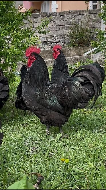 Toyuq, Australorp, Yumurtalıq, Ünvandan götürmə, Pulsuz çatdırılma, Ödənişli çatdırılma