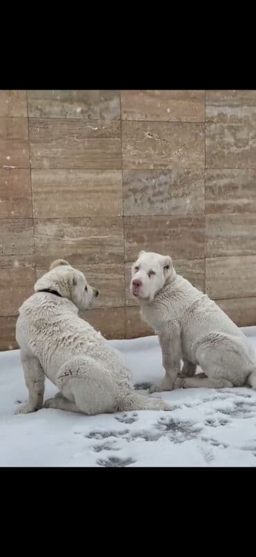 Alabay lalafo.az -da Alabay