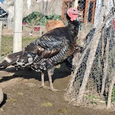 cuceye verilen adlar: Erkək, Amerika, Damazlıq, Ünvandan götürmə — 2