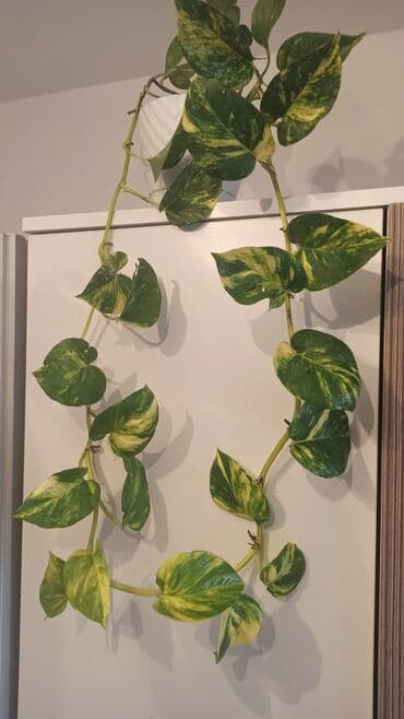 sarmaşiq: Waterplant sarmasıq — 1