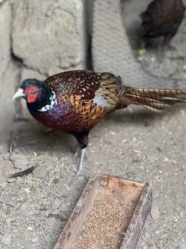 Xoruz, il: 1, Pulsuz çatdırılma