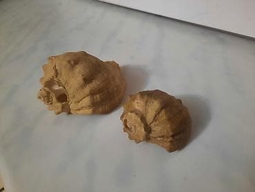 Təbii balıq qulağı, 2 ədəd birlikdə