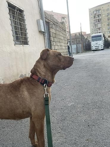 dosan sekili: Pitbul, 2 il, Dişi, Sənədli, Ünvandan götürmə — 6