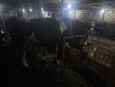 Salam. İvanovqa Öküzü 350 Kq Əti var 4 Yaşı Təzə olub — 3