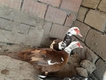 Salam boz və krasnadar lal ördəklər satılır.Yumurtlayırlar kürt lalafo.az -da Salam boz və krasnadar lal ördəklər satılır.Yumurtlayırlar kürt