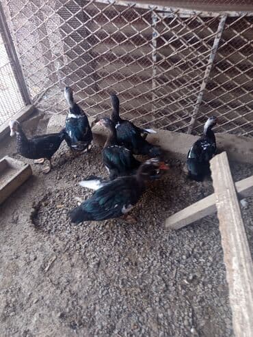 Salam lal ördəklər satılır cinsi ata zümrüd ana yerli 3 ay yarımlıq 4