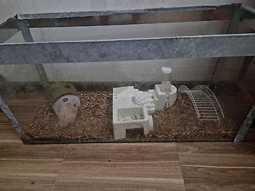 it heyvan: Heyvan: Hamster (2 ədəd) Cins/Tip: Suriya (qısa tüklü krem-ağ ləkəli) — 6