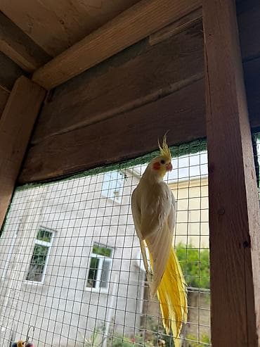 qırğı quşu: Korella əl quşu bala hazir cut kime hansi lazimdisa var sarilar 45-50 — 10