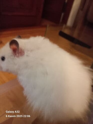 енот в баку купить: Sevimli hemsterlar nadir uzun tuklu olurlar böyüyəndə cinsi erkey və — 4
