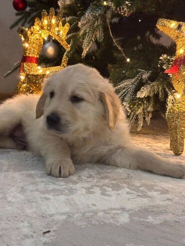 Opel: Ретривер, 1 месяц, Самец, С родословной, Самовывоз, Платная доставка — 3