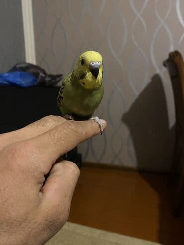 UAZ: Valnis balaları satılır ətraflı məlumat üçün vasapa yazın Birdəki — 2