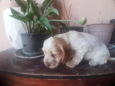 dişi: Koker spaniyel, 1 ay, Dişi, Sənədli, Ödənişli çatdırılma — 4