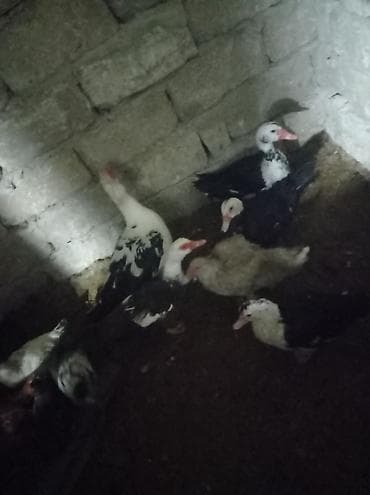 Yemlər: Musk ördəkləri (indo-ördəklər) – qarışıq rənglərdə sürü - Növ — 2