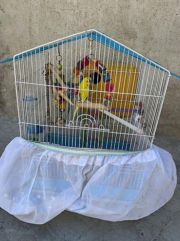 Quşlar: Bir cüt papuqay.hər şeyi üstündə verilir.Qəfəs yuva iki papuqay 35 — 2