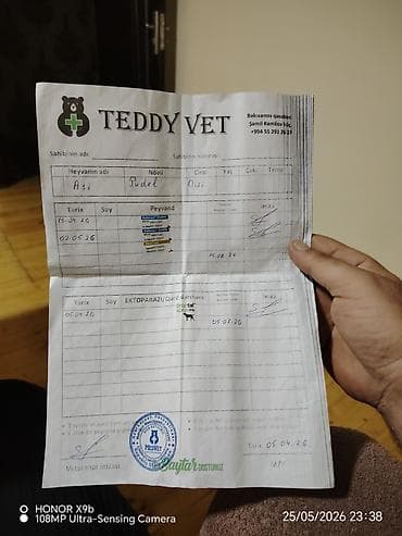 balaca it sekilleri: Pudel, 3 ay, Dişi, Sənədli, Ünvandan götürmə — 5