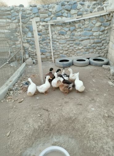 12edee səsli ordey 13 m biri