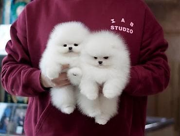 mal bazari 2020: 2 ay, Dişi, Sənədli — 1