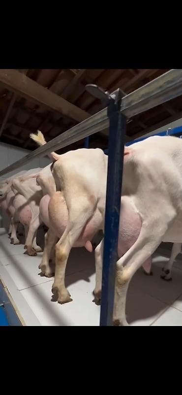 mal inək: Süd istehsalı üçün yüksək məhsuldar keçilər – damazlıq sürü 6 eded — 8