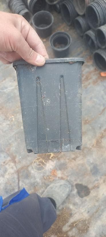 Çöl bitkiləri: Salam dekorativ bitkilər üçün plastik islenmis ve saglam istifadeye — 5