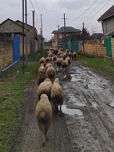 Satış: Qoyun sürüsü - Qoyun cinsi: qarışıq yerli ət-yun istiqamətli - lalafo.az -da Satış: Qoyun sürüsü - Qoyun cinsi: qarışıq yerli ət-yun istiqamətli -