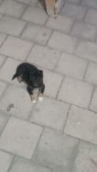 ingilis setteri it cinsinin digər adı nədi: Alman Ovçarkası - Cinsə bənzər görünüş: qara rəng üstünlükdə, qəhvəyi — 1