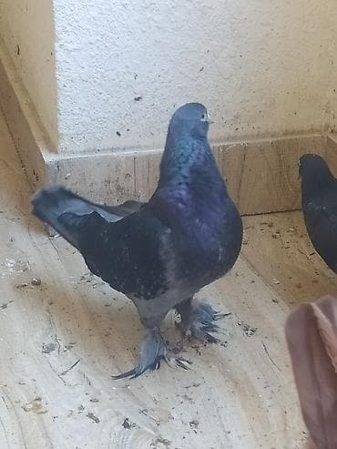 Göy Erkey qısa qara dimdiy ayağı tuklu tərkizirəm ona görə at lalafo.az Göy Erkey qısa qara dimdiy ayağı tuklu tərkizirəm ona görə