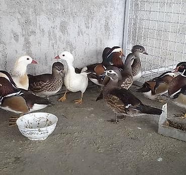 Yemlər: Mandarin ördəkləri – dekorativ və nadir rəng çalarları ilə həyət və — 1