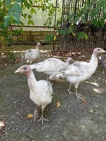 İnduşka Satılır! Yaşı: 3 aylıq Qiymati: 24 AZN Ünvan: Quba rayonu