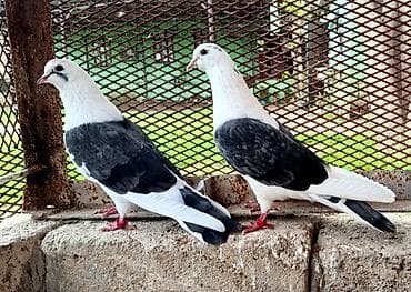 Iran cəpleri çıxdı satisa ikisi 70 manata Təsvir: - Rəng: ağ-qara (ağ lalafo.az -da Iran cəpleri çıxdı satisa ikisi 70 manata Təsvir: - Rəng: ağ-qara (ağ